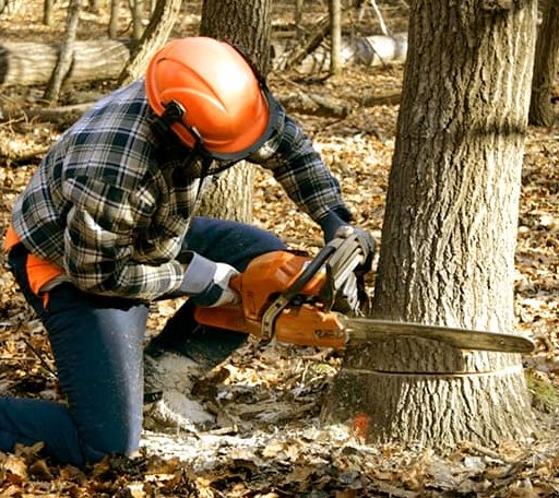 Tree Removal in Waterville, ME